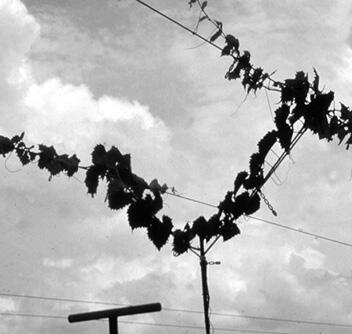 Leafy vines growing along a series of wires.
