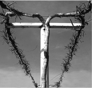 A T-shaped post with a thick branch growing up and branching at the top. Vines grow along wires on either side of the top of the T.