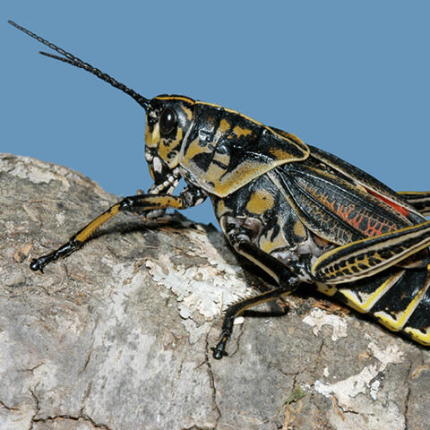 An Eastern lubber grasshopper rests on the bark of a tree. The grasshopper is black with tan and red markings along its body. 