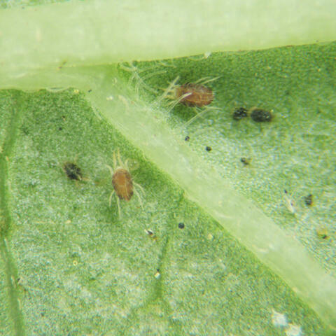 A few spider mites on the underside of a leaf under magnification. The mites are light brown with eight yellow-green legs. 