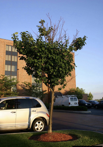 A small tree features very little foliage at the top because of long-term drought stress.