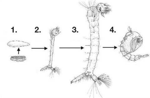A diagram showing the four stages as described in the text under the heading Mosquito Life Cycle.