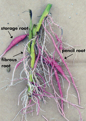 Sweet potato stem with roots labeled "storage root," "fibrous root," and "pencil root."