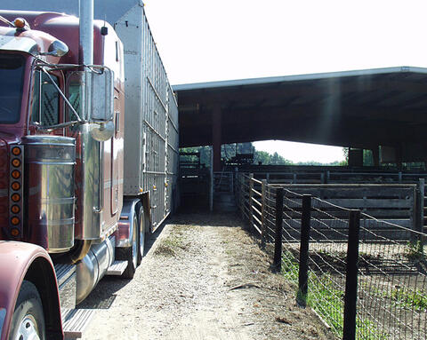 A large truck with a transit trailer at a cow pen entrance.