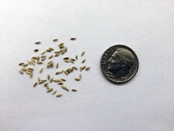 Several tiny seeds next to a dime for size comparison.