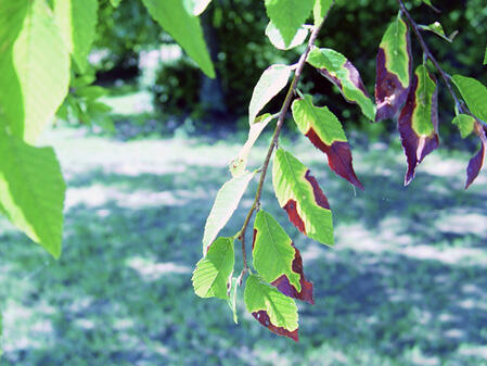 Leaves on the branch of a winged elm tree show signs of bacterial leaf scorch. The pattern of the brown "scorched" areas indicate that this is bacterial leaf scorch and not drought stress, since the browning is irregular. 