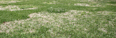 A grassy area with large patches of dead grass.