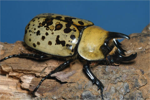 large beetle with horn-like projections on head and thorax