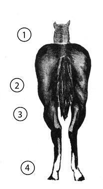 Hind quarters of an "undesirable" horse. Important parts are numbered, and the list of parts is in text below.