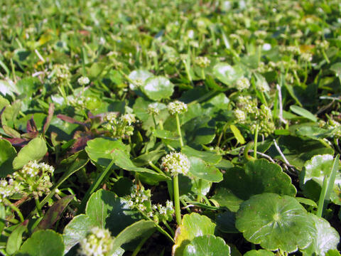 A mix of florals are in a field with white flowers and green leaves. 
