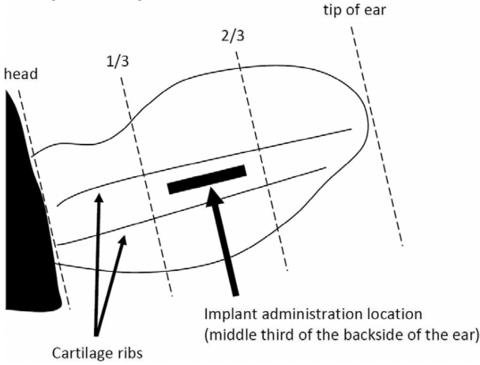 Place implant in the middle third of the backside of the ear.