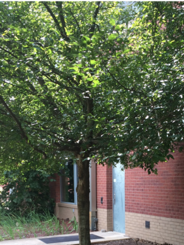 An Ironwood tree in front of a red brick building. 