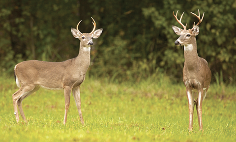 Two young bucks in a field.