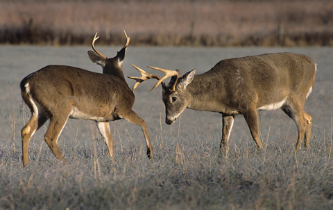 Two bucks with small antlers in a field.