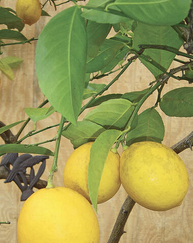 Three yellow lemons on a tree.
