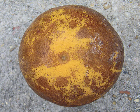 A round fruit mostly covered in brownish skin with some yellowish areas visible.
