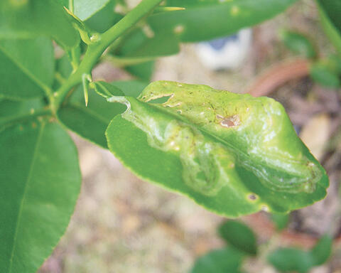 Close-up of a leaf with large patches of yellow and some curling.
