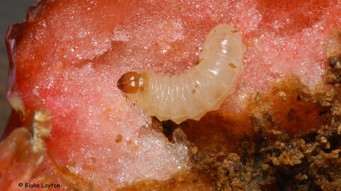 a plum curculio larva in a peach.
