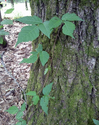 Multiple three-leaflet clusters on vines climbing tree trunk.