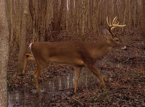 A deer walking through puddles and wet, leaf-covered ground in the forest.