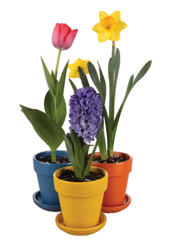 Red, yellow, and purple flowers are blooming in contrasting colored pots.