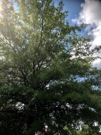 A willow oak. 