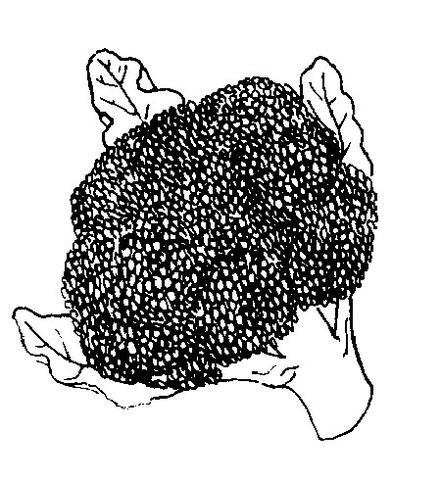 Broccoli