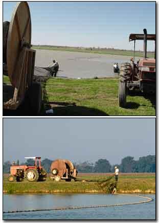 Photos of harvesting of catfish.
