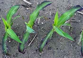 Corn with Phosphorus deficiency