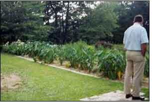 This is another image of a garden using a greywater system.