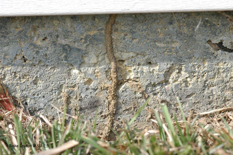 Termites have built a shelter tube up the exterior edge of this slab to enter the house beneath the lower edge of siding.
