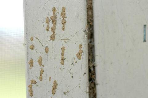 There was a small spot of mud on the kitchen wall.  When the homeowner scraped it away, a termite worker came to investigate.