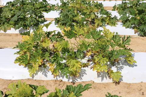 Squash plants arranged in receding rows showing signs of downy mildew