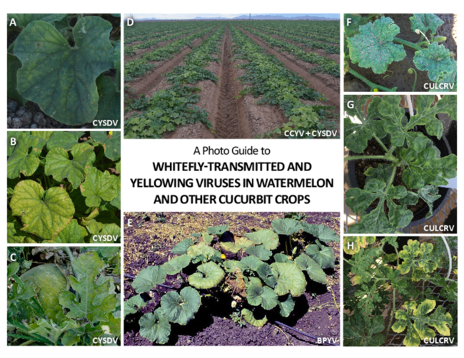 Preview of p3440_2026.pdf