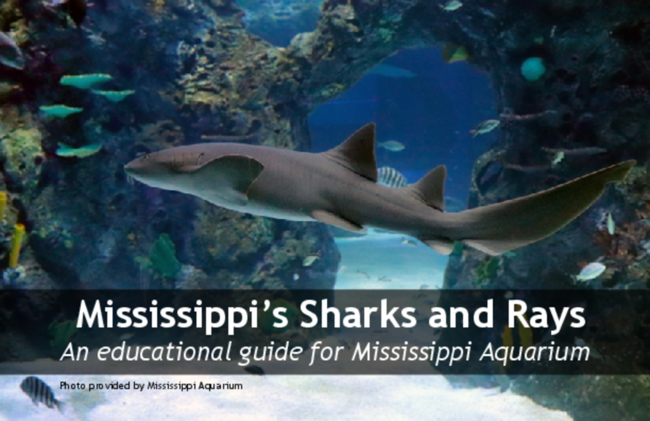 Preview of MS_SharksandRaysP3650