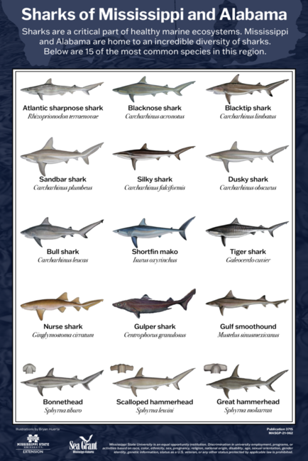 Preview of Final Shark Poster