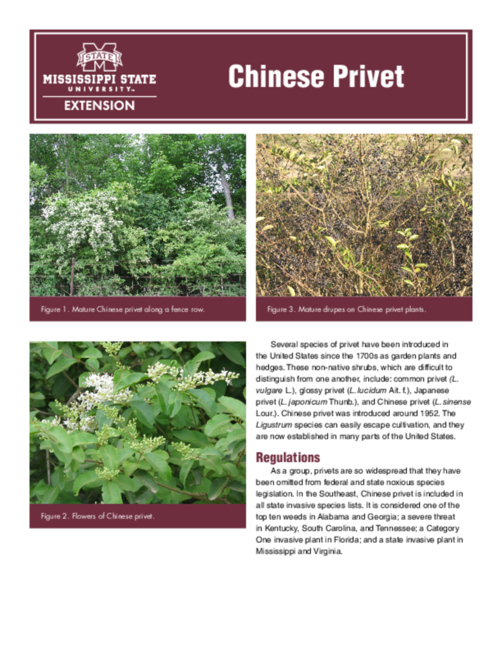 Preview of P3207_web
