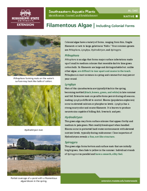 Preview of P3735-1_filamentous_algae