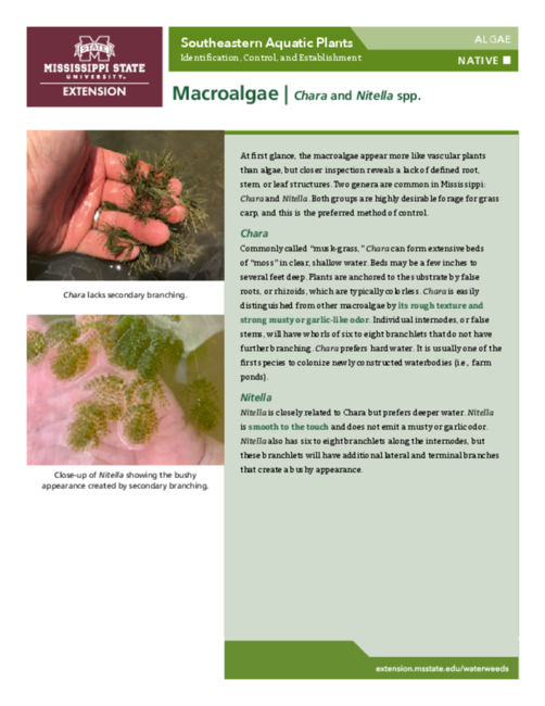 Preview of P3735-2_macroalgae