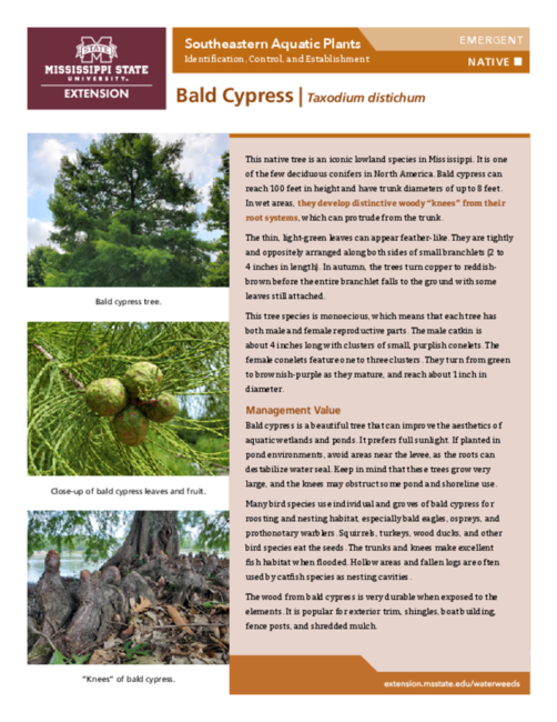 Preview of P3735-18_bald_cypress
