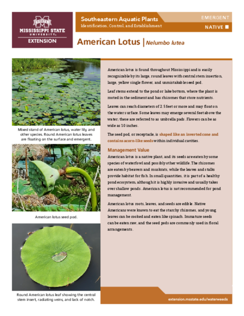 Preview of P3735-16_american_lotus