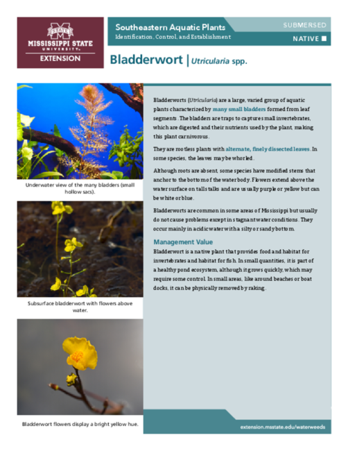 Preview of P3735-4_Bladderwort