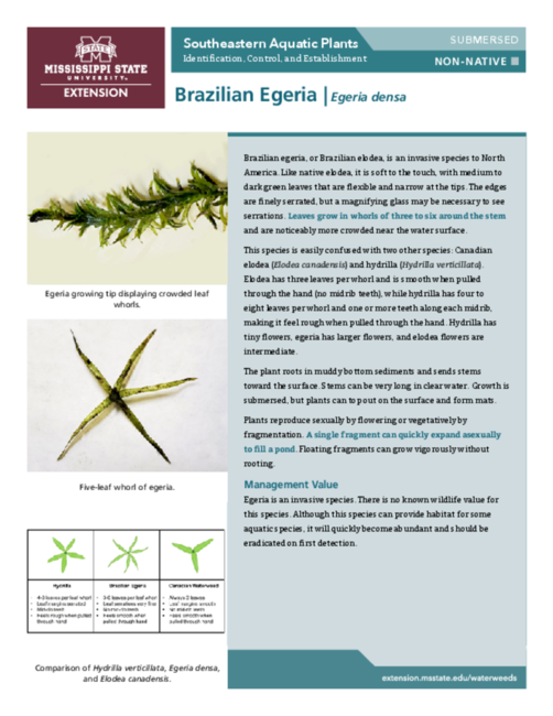 Preview of P3735-5_BrazilianEgeria