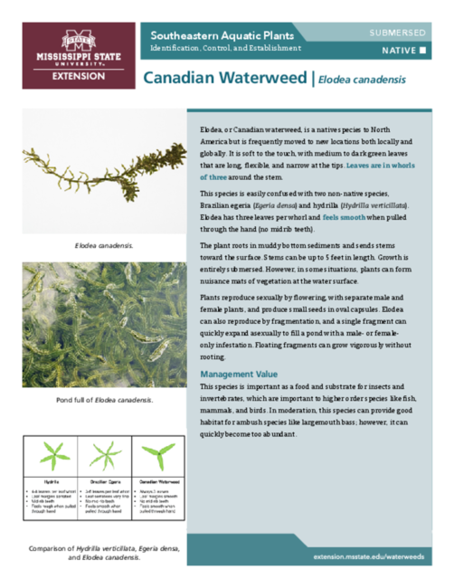 Preview of P3735-6_CanadianWaterweed