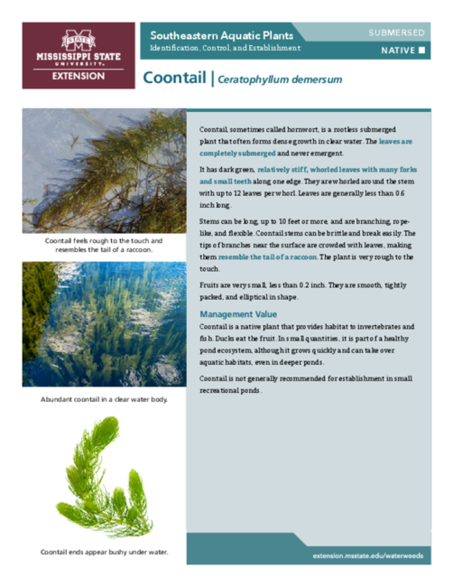 Preview of P3735-7_Coontail