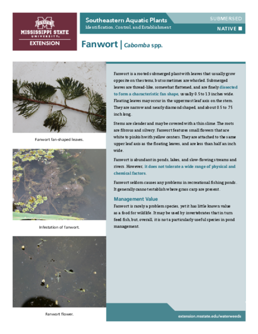 Preview of P3735-8_Fanwort