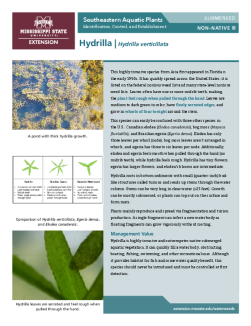 Preview of P3735-9_Hydrilla