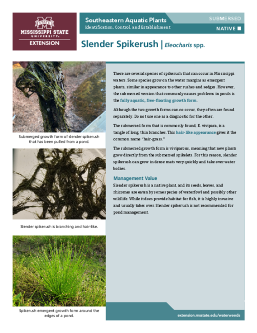 Preview of P3735-11_SlenderSpikerush