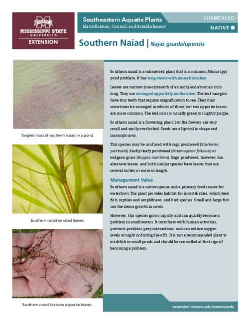 Preview of P3735-12_SouthernNaiad