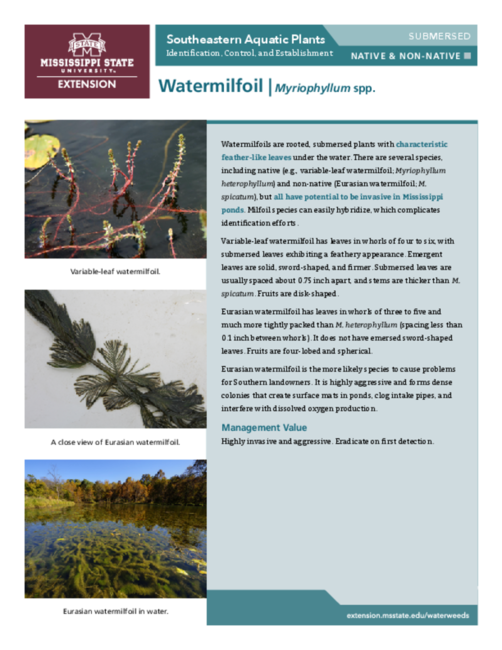 Preview of P3735-13_Watermilfoil